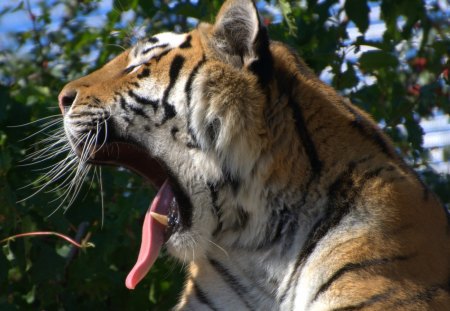 SIBERIAN TIGER - raubtiere, schoenbrunn, tiger, zoo