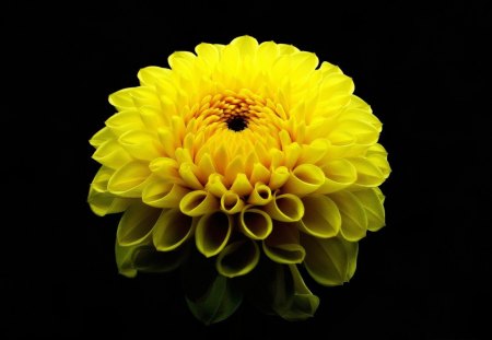 Dahlia - dahlia, flower, yellow, nature