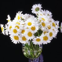Daisies