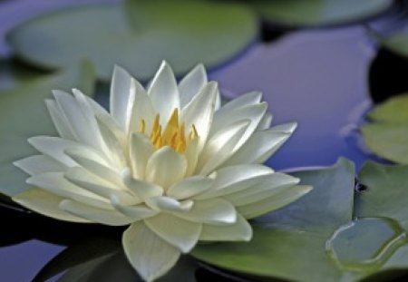 Queen of water - lake, delicate, soft, water, tenderness, white, lotus, lily, petals, leaves, flower