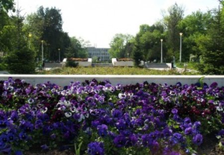 Romania, Bucharest, Park - flower, purple, pansy, bucharest, violet, tree, romania, nature, park, green