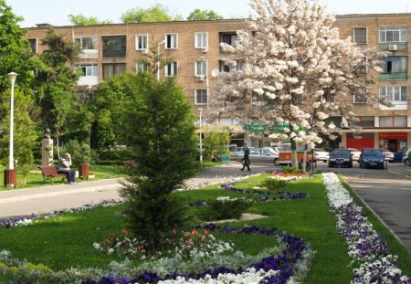 Romania, Bucharest - people, romania, bucharest, flower, tree, bloom, white, nature, purple, car, pansy, violet, bank