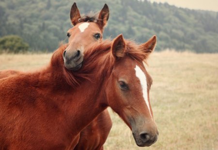 The Horses - horses, horse, animals, beautiful, fields, nature