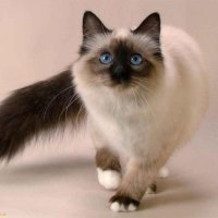 Siamese cat