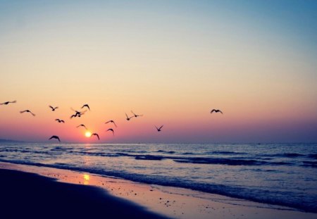 Sunset in beach - birds, sunset, beach, sea, ocean