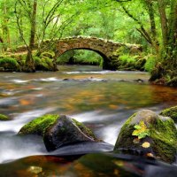 Forest bridge