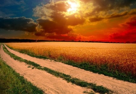 Wonderful nature - path, field, sunset, nature