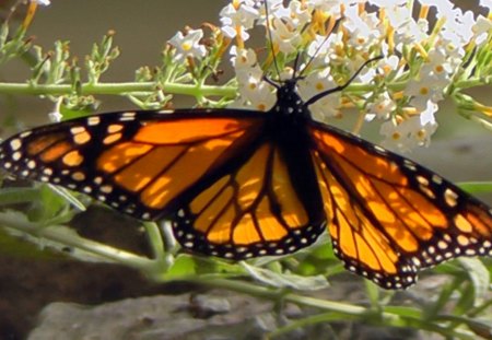 Sun through the Monarch - nature, insects, animals, butterflies