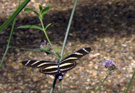 Striped Butterfly - nature, insects, animals, butterflies