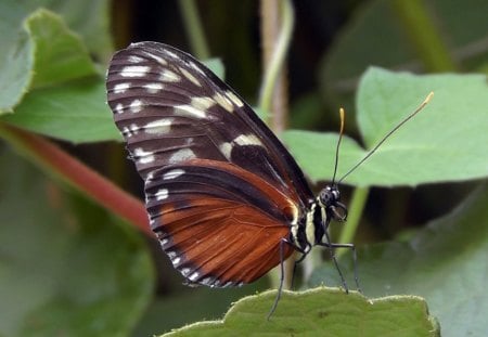 Spotted butterfly eyes - nature, insects, animals, butterflies