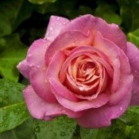 Wet pink rose