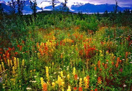 Mountain paradise - nice, sky, freshness, carpet, paradise, greenery, view, pretty, clouds, green, snowy, grass, fresh, mountain, summer, slopes, lovely, peaks, nature, floral, beautiful, flowers