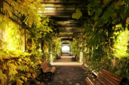 dreamy lattice hallway - lattice, benches, vines, hallwy