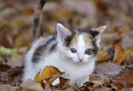 Walk through autumn leavesâ™¥ - love, autumn, animals, lovely, kitten, precious, walk, cats, sweet