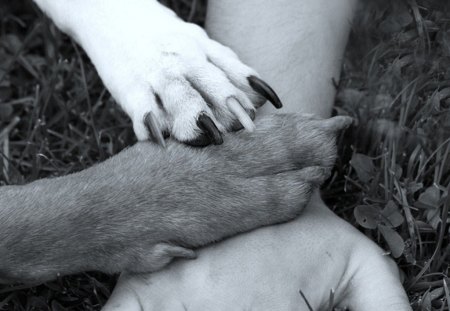 Friends forever - hand, dogs, friends, paws, man