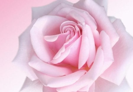 Tenderness - rose, tenderness, flower, pink