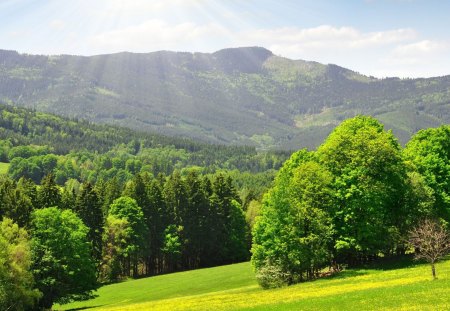 summer's forest - forest, mountain, sun, valley