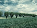 rural landscape in green hue