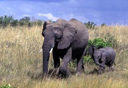 elephant  with baby - cute, big, elephant, africa