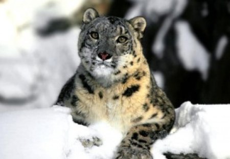 snow panther - nice, cold, snow, panther