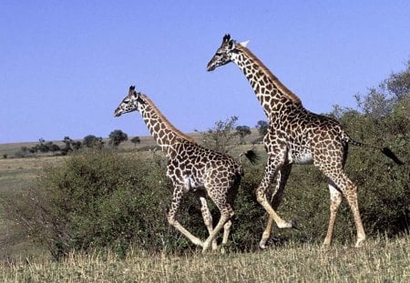 Run! - wildlife, tall, giraffe, africa