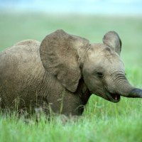 Cute baby elephant