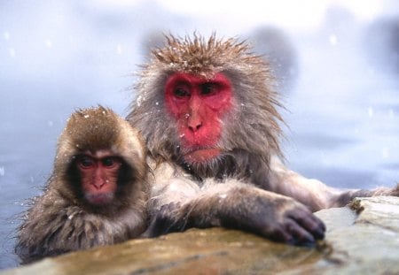 chilly monkeys taking a bath - japense makakes, monkey, chilly, bath