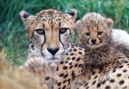 Cheetah family - cheetah, cute, baby, family