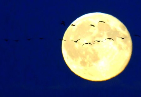 FULL MOON NIGHT - moon, sky, full, night, flight, birds