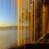 GOLDEN CURTAIN of NATURE