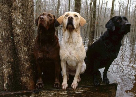 SOMOS IRMAOS - preto, marrom, animal, natureza, branco, amigos