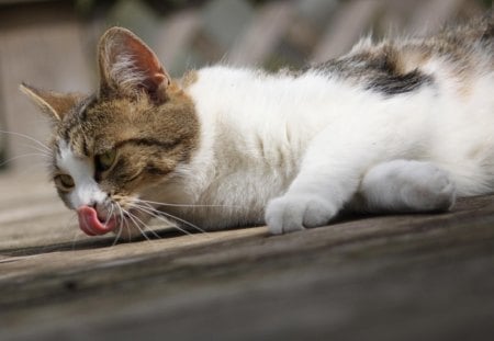 GATINHO - animal, lindo, natureza, amigo