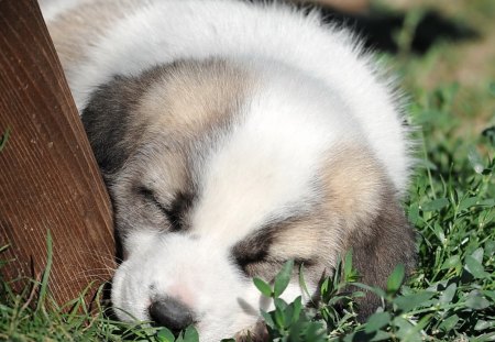 Dog resting - animal, cute, pet, puppy, dog