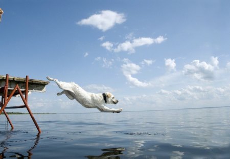 Go swimming - humor, sea, dog, swimmimg, pet, funny, cute, adorable, animals