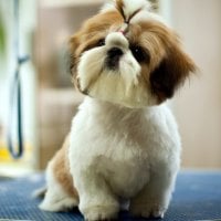 Cute dog