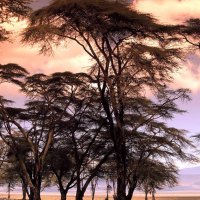 African Trees Sunset