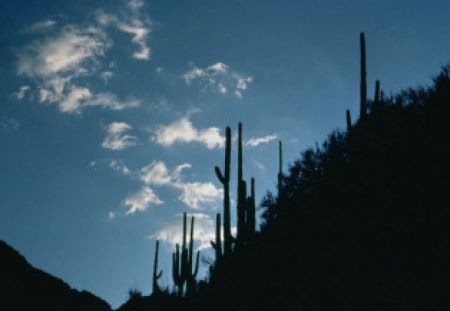 Desert Scene - night, cactus, desert, sky