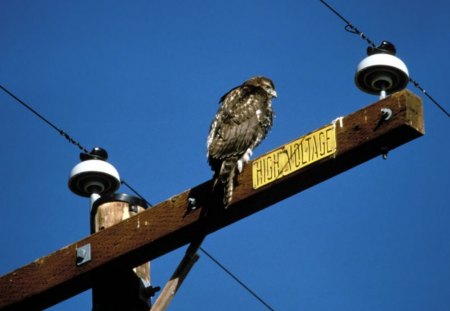 Brave Bird - bird, animal, pole, sky