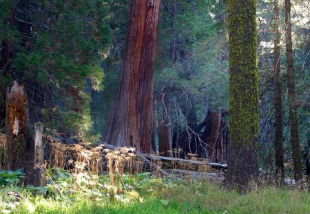 Giant Sequoia - sunlight, forest, grass, trees