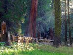 Giant Sequoia