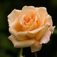 Great Orange Rose