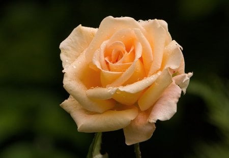 Great Orange Rose - great, rose, flower, orange