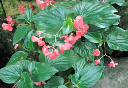 Green plants at the garden 15 with pink Begonia - flowers, green, begonia, Photography, pink, leaves