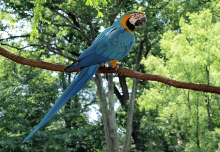 Parrot - perch, bird, parrot, colorful