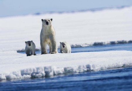 Polar Bear with Puppies