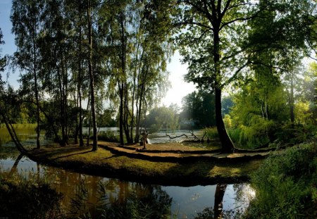 Forest - trees, forest, water, creek