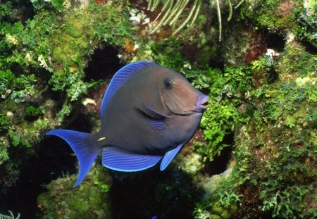 Lonely Fish Underwater