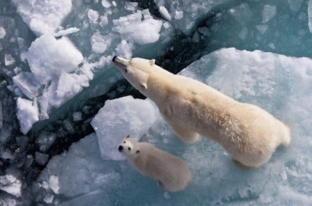 Polar Bears on Ice - ice, polar, bears, baby