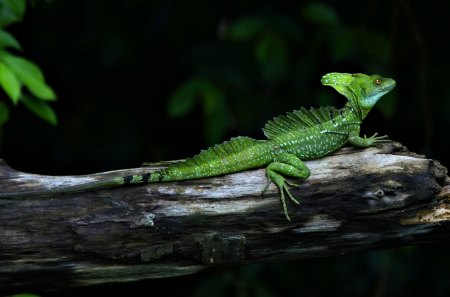 Serious Reptile - iguana, log, serious, reptile