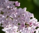 LOVELY LILACS